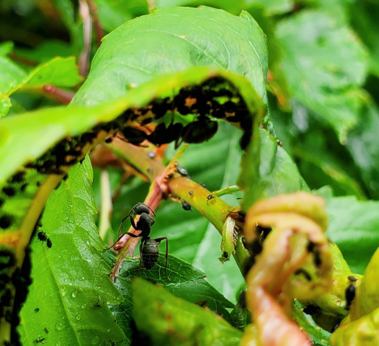 A farmer ant is standing in center of leaves cave-like, foliage tunnel - in focus. Inside the foliage tunnel, walking on the upper leaf, out of focus is a farmer ant, herding aphids.