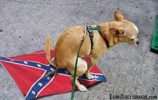 A small, tan Chihuahua squatting and taking a dump on a Confederate flag