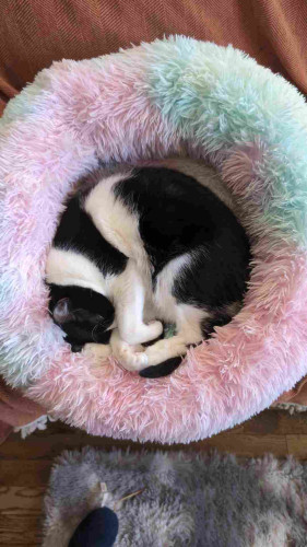 Black and white cat, curled in a ball, in their rainbow cat bed, on the couch.