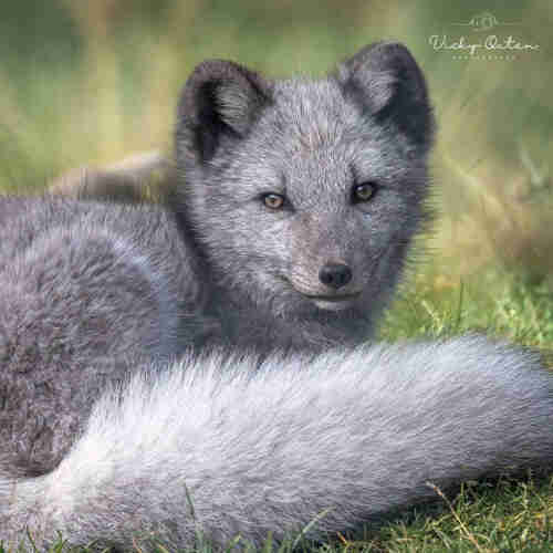 Artic fox cub looking straight at me - www.vickyoutenphotography.com 