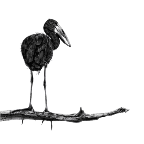 A black and white minimalism edit of an African Openbilled Stork as he stands on a long tree branch with his back to me looking to the right. His legs are very long and can see his characteristic open bill which doesn’t completely close. As photographed on the beautiful Okavango Delta, Botswana 