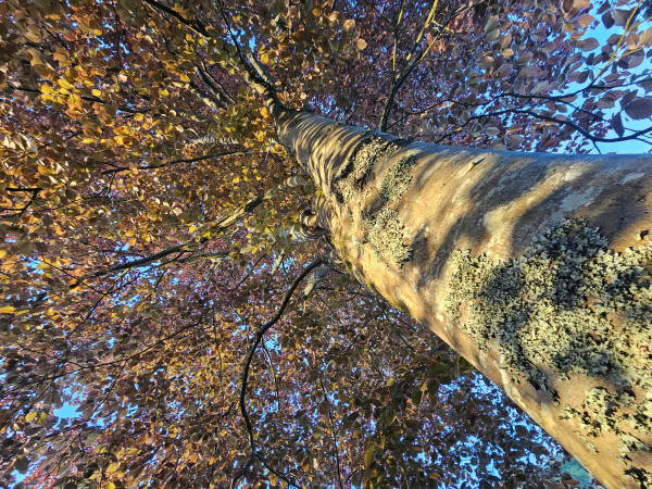 Looking up into a copper beech tree. The trunk is to the right, and the point of view takes us up the receding trunk into the canopy, which has young, greenish-red leaves.