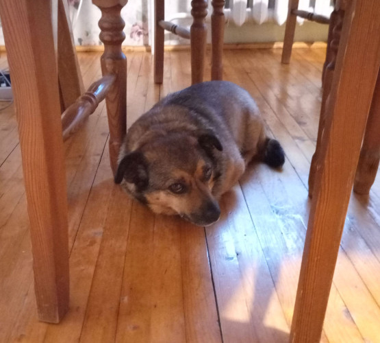 Small brown mutt, hiding from Thor, god of thunder, under a chair below the kitchen table, which is in a two story house with metal roof surrounded by taller trees and buildings.

He doesn't feel it's quite safe enough and looks concerned. His paws are tucked in under him and his eyebrows creased in worry.