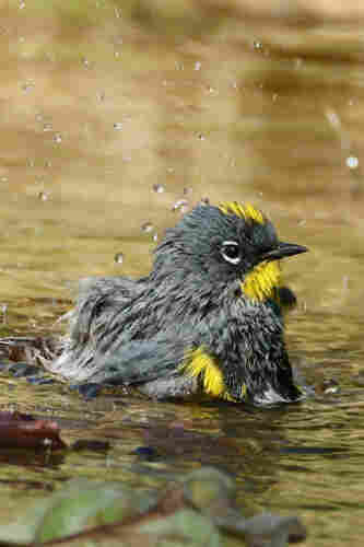 A soaking-wet gray and lemon-yellow bird shakes off water with droplets flying in every direction.