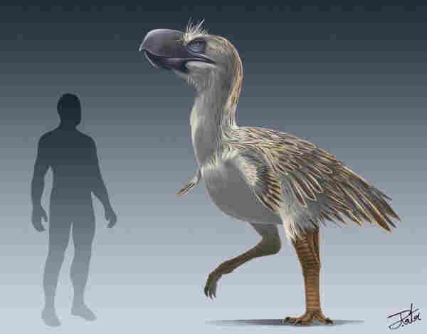 size comparison between an enormous terror bird and the silhouette of a human. drawing. bird is big, like almost a meter taller than the human.