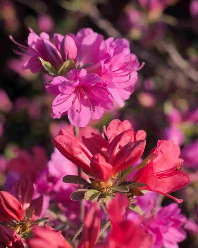Red and pink azalea flowers
