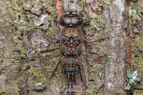Close up dorsal view photo of a brown-black dragonfly with blue and green markings. The dragonfly is perched on the bark of a mossy, lichen-encrusted tree trunk and blends in quite well. Its wings are nearly invisible, only its large compound eyes are easy to spot. The left eye has a small dent in it.