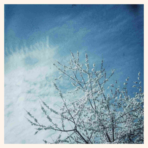 White cherry tree, thin clouds, blue sky.
