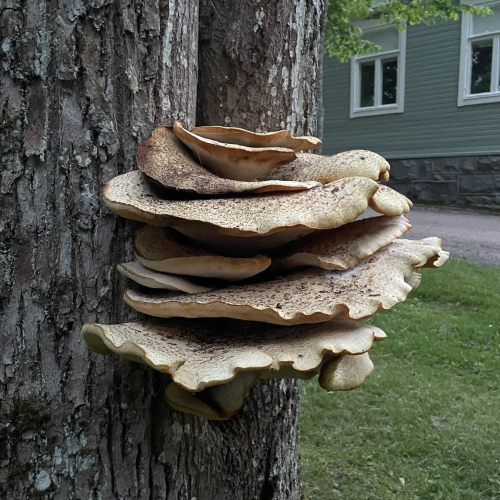Giant pancake-shaped mushroom stack on a tree in Finland