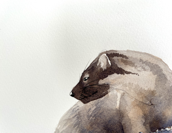Watercolour. Profile of pine marten head turned to the left.