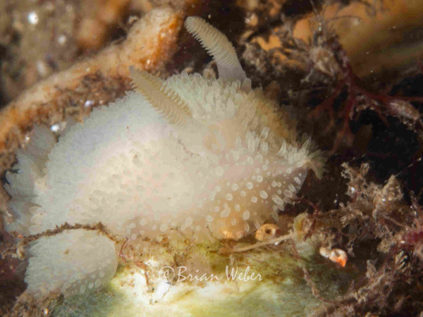 A white nudibranch covered in small conical bumps crawling through some seaweed