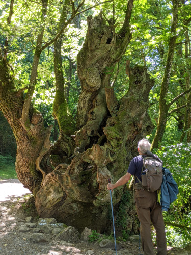 A very large tree with gaping holes and grooves in its trunk, divided into several major trunk divisions on a forest trail dappled with dark shade. A pilgrim stands before the tree studying it in awe.
