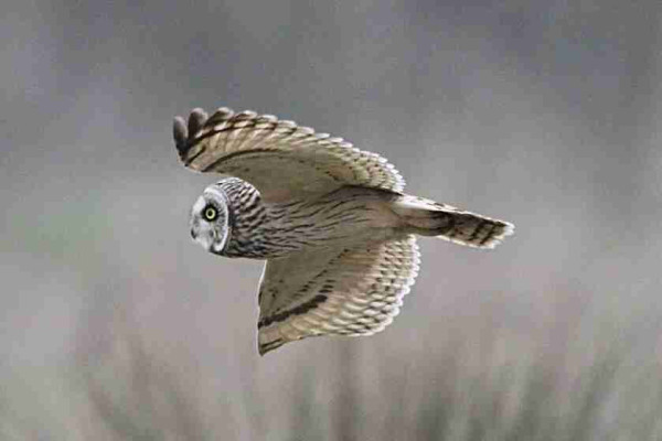 Short-eared Owl in flight 
