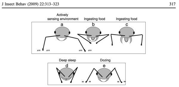 Diagram from a scientific paper on sleep in Solenopsis invicta  Showing three alert antennae positions: each with the scape, or base of the antennae forward of the eye. And two positions for deep sleep (folded in) and dozing RAM sleep (Rapid Antennae Movement) From Cassill 2009 in the Journal of Insect Behavior 