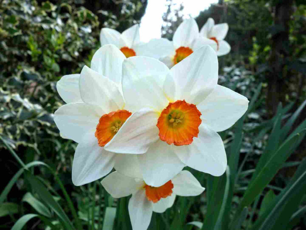 narzissen | daffodils
