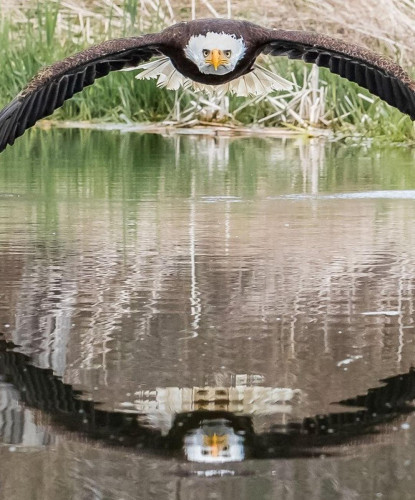 Photography. A color photo of a bald eagle over water. The large black-white bird has spread its wings and is staring straight ahead. It flies so close above the water that the ends of its wings touch the water. Its whole body is reflected in the calm waters of the pond, and the result is a breathtaking photograph.