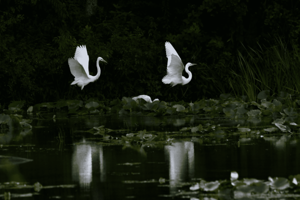 Two Great Egrets (large, lanky, long-necked herons with black legs, and pointed yellow bills) standing at the edge of dark marsh foliage in water and vegetation, both facing right with their wings raised to a vertical position, their reflections visible in the dark water. They are standing on either side of a juvenile Roseate Spoonbill (wading bird with pale pink feathers and a large, flat spoon-shaped bill) that is behind vegetation and bent over foraging, so it is just a tiny pop of pink in the center.