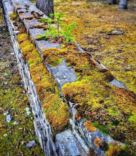 A stone wall covered in moss and one lone infant Evergreen tree growing in a small patch of moss.