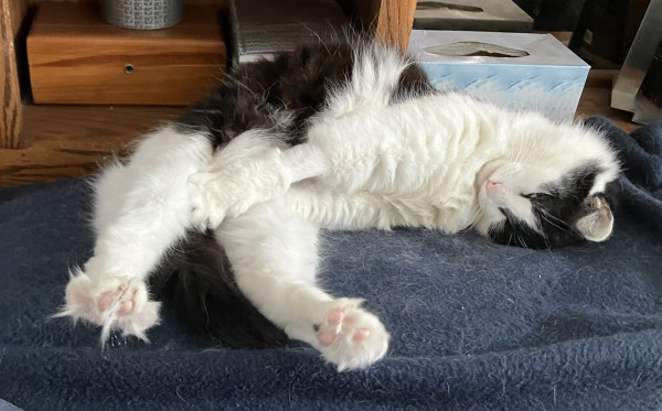 A medium-hair tuxedo cat, asleep on a bed, on his side with back paws outstretched so you can see his pink toe beans and toe floof.