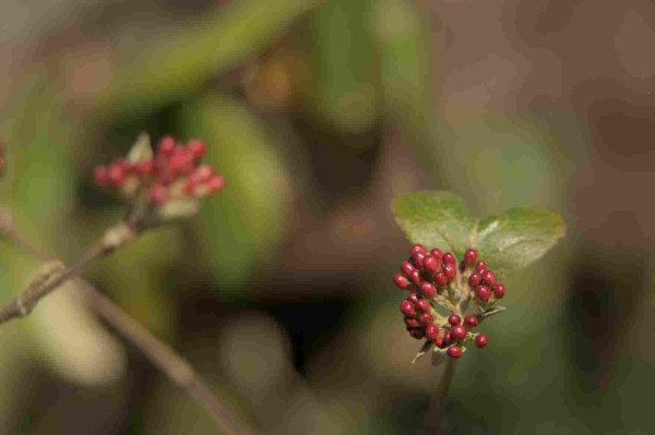 A close-up picture of some flower buds. They're a rich red color. Two small leaves fan out above them in a heart shape. A second bunch of flower buds are visible out of focus in the background. It's a bright, sunny afternoon.