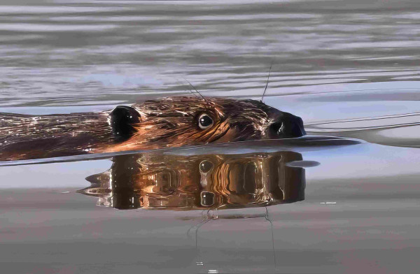 The head and neck of a beaver swimming in a pond, with reflections in the mirror-like water.