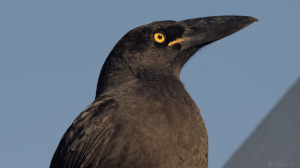 Close up of a Black Jay, a black bird similar in size to a crow or raven. The sun glints from it's bright yellow eye and yellow lips, and gleams from the black plumage.  Nondescript blue sky behind, roofline out of focus at lower right.
