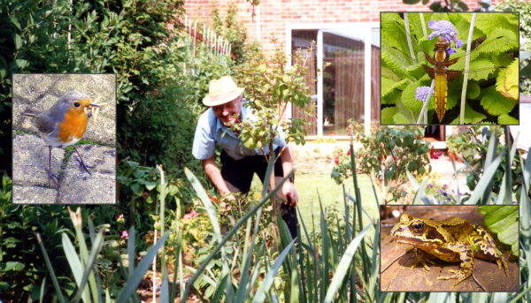 A photo of Dad in our garden as it was in the 1970s. Inset are three wildlife photos taken by Dad: a Robin, a Dragonfly, and a Frog.