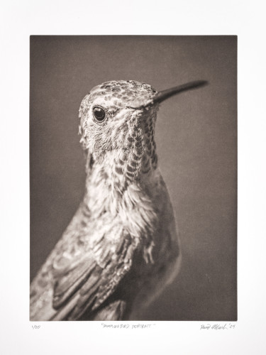 scan of photogravure print of hummingbird portrait