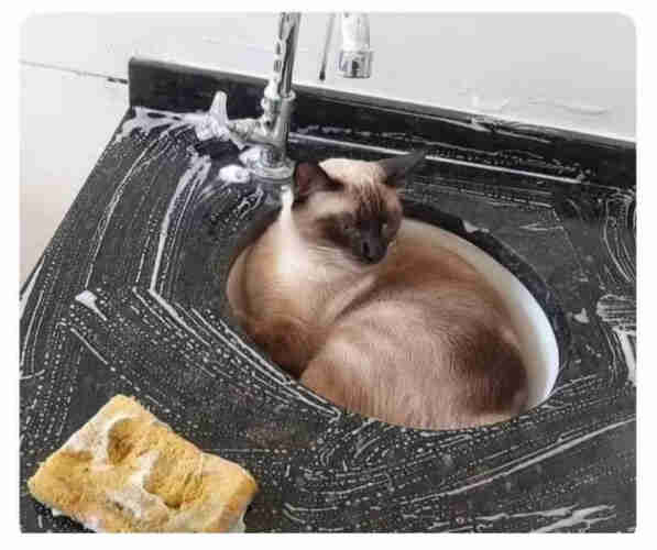 The cat sleeps in the sink and is not going to move out of the way of a person washing the sink. 