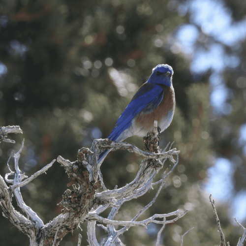 A Western Bluebird perched on the branch of a dead tree, showing a blue head and wings, white belly, and pale orange breast and side, looking towards the camera, against an indistinct green background. 