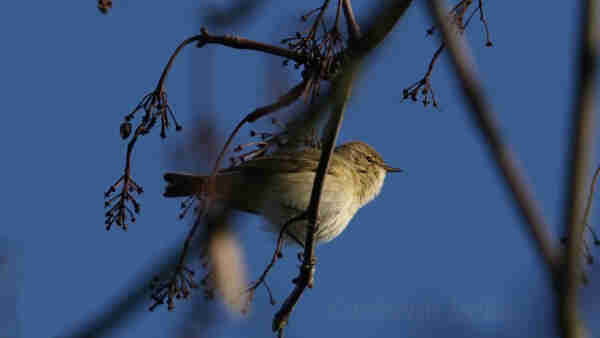 Ein Zilpzalp singt mit geschlossenem Schnabel auf einem Zweig.