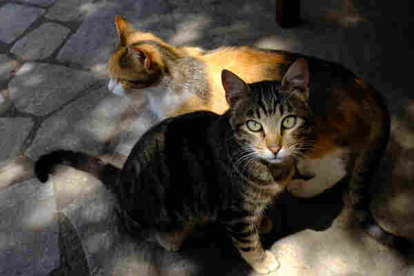 Two cats, a calico and a tabby. The calico looks away from the camera, the tabby looks straight at the camera.