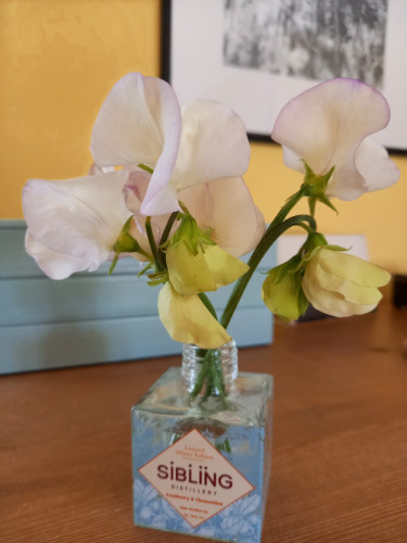 Sweetpea flowers in a little glass jar. They are a mix of cream, and white with a purple edge. 