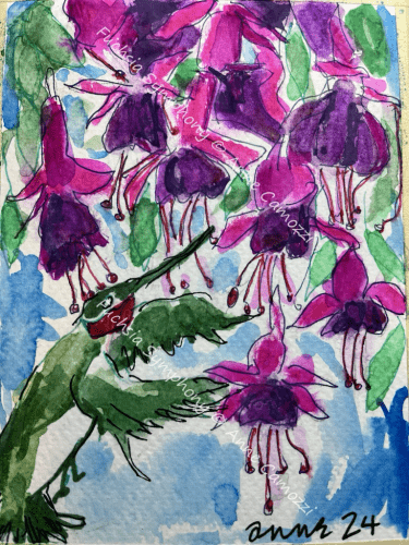 Vivid purple and pink fuchsia flowers hanging above a ruby throated hummingbird 