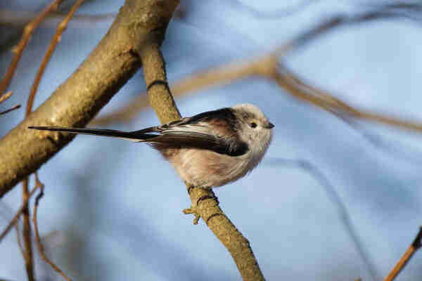 A Long-Tailed Tit photographed from the side as it is standing on the branch of a tree. 