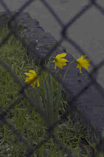 Volunteer daffodils growing behind a chainlink fence