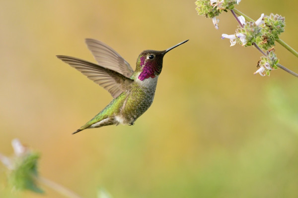 Male Anna’s hummingbird feeding at a black sage 