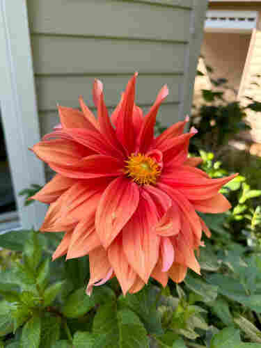 A large reddish pink to peachy pink multilayered dahlia bloom from last September. 