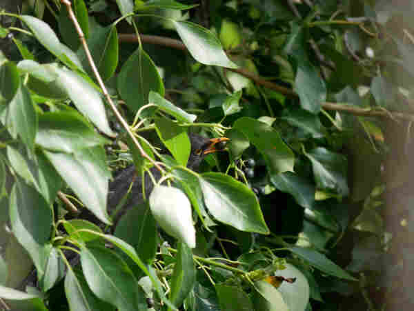Eine männliche Amsel mit schwarzem Gefieder, orangem Schnabel und orangem Ring um die Augen sitzt halb versteckt in einem Baum mit großen, grünen Blättern. Sie sieht nach rechts und hat im Schnabel eine große, runde, dunkle Beere.
