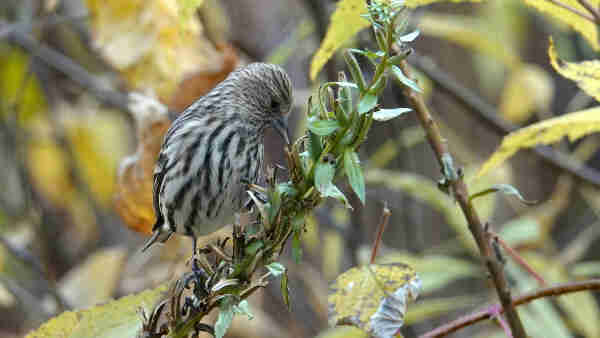 A Pine Siskin looks for food in the weeds along the side of the road