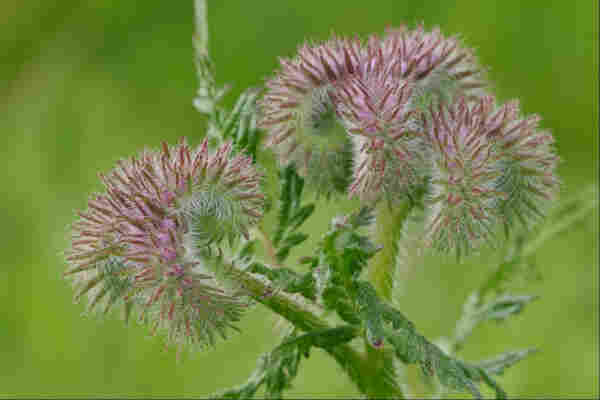 Closeup of several hairy, as-yet-unopened flower heads on the top of the same plant. There's a pinkish cast to each flower bud, and each head forms curving trail that looks like a hairy caterpillar. The plant stem is also hairy, and it has leaves shaped a bit like a thin chrysanthememum's. The background is all blurry grass