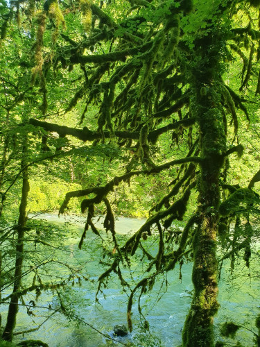 Photography of a deciduous tree growing on the bank of a river. The tree's trunk and most of its branches are covered in a very thick layer of green moss, that seems to double the width of the branches.