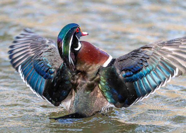 A male wood duck with its wings spread and droplets of water spray.  Distinctive red eyes, very colourful green, black and white head, brown breast, lots of iridescence on the wings and back.