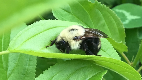 A fuzzy black and yellow bumblebee snoozing on a green leaf.