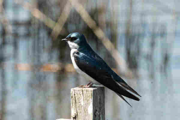 A left profile view of a tree swallow perched on top of a wooden pole supporting a nesting box.