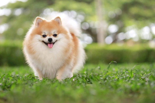 Picture of an adorable Pomeranian 