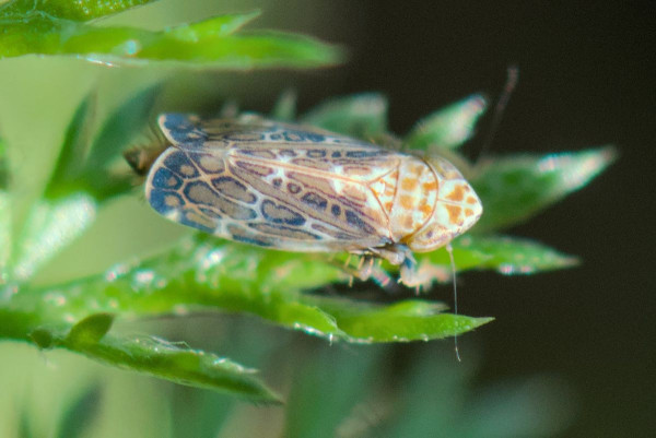 A leafhopper on a flame-shaped leaf. They are tan, with yellow spots on their head and thorax which become black and blue rings along their wings