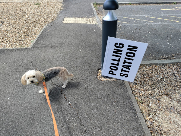 A very small dog with big ears looks at the camera alongside a Polling Station sign that has fallen on to its side making the text read vertically.