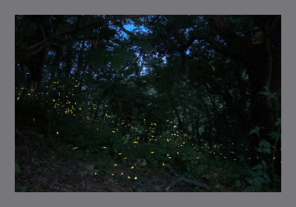 A dark dusk scene amongst trees with a glimpse of sky and a cloud of yellow firefly lights hanging diagonally across the foreground