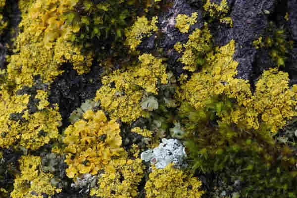 Yellow foliose lichens, some with disc-shaped apothecia (fruiting bodies), and moss on a tree bark